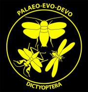 Logo Dictyoptera