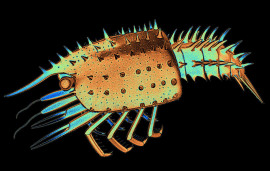 Fossil larva of a polychelid crustacean