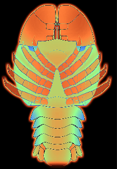 Fossil slipper lobster larva