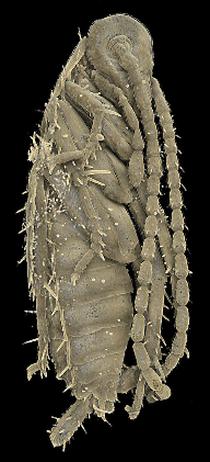 Fossile Schabennymphe